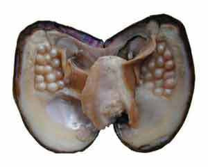 Large Freshwater Oyster (LFO)