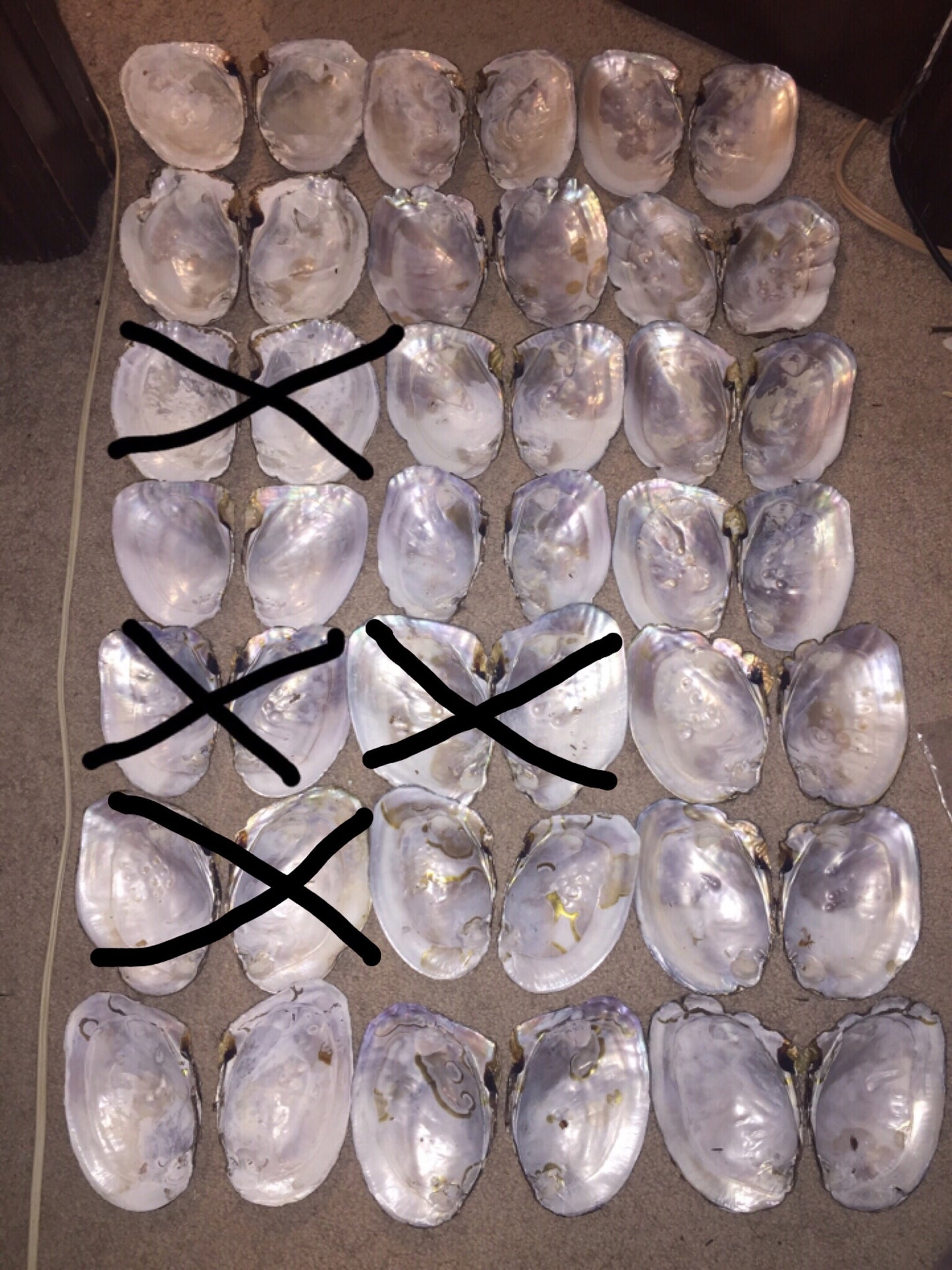 Large Freshwater Oyster (LFO)