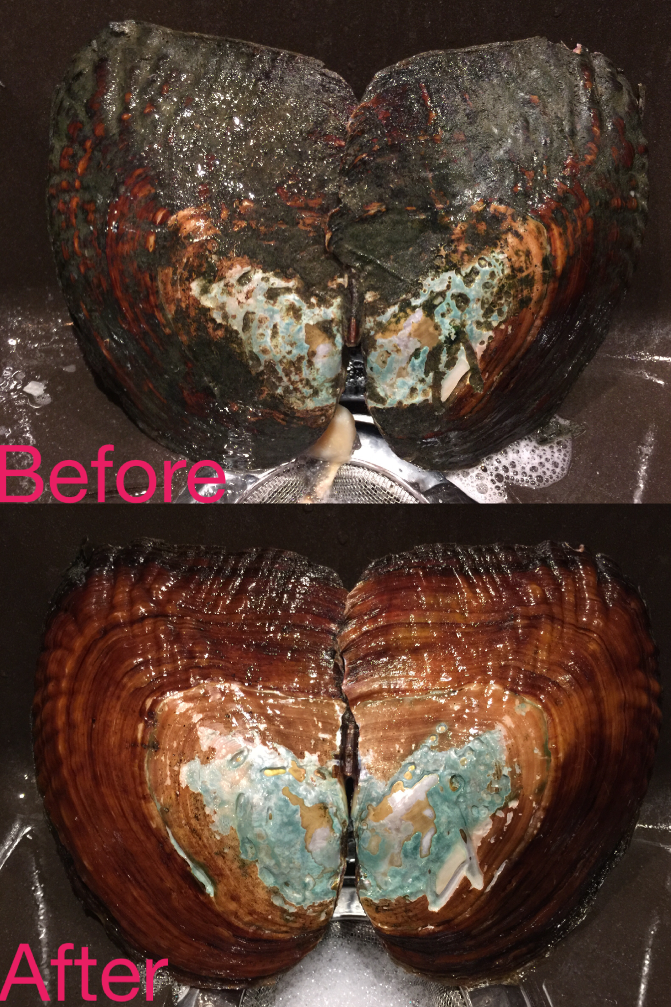 Large Freshwater Oyster (LFO)