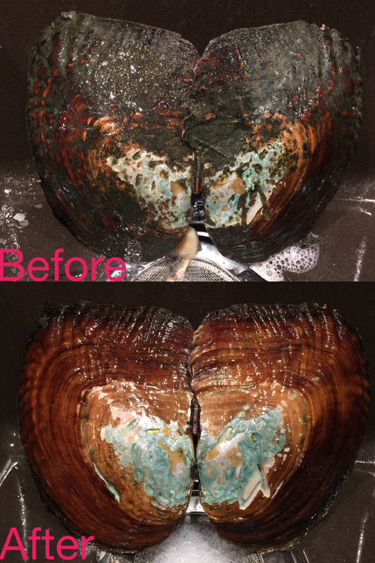 Large Freshwater Oyster (LFO)