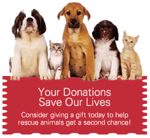 Direct Donation to Organization of the Week